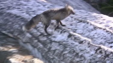 Gray fox on snowy slope