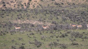 larger Pronghorn antelope herd move swiftly along a grassy slope