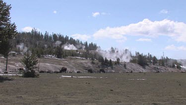 Herd of bison out on the meadow with new calves