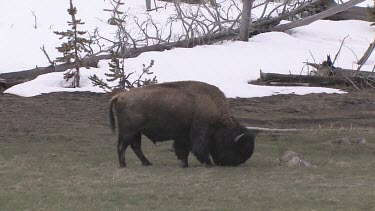 Lone bison out on the meadow