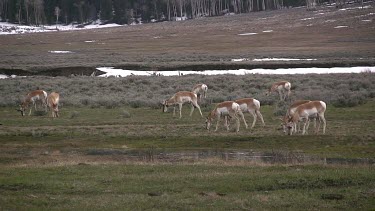 Pronghorn antelope herd graze, drink, and move about in grassy meadow