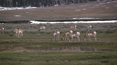 Pronghorn antelope herd graze, drink, and move about in grassy meadow