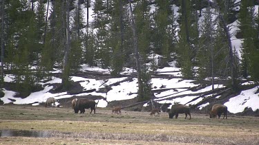 Herd of bison out on the meadow with new calves