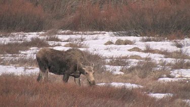 Moose grazing in the willows during ealy spring