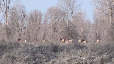 elk herd moves nervously through a forest