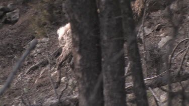 Lone elk moves warily through the forest