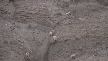 Bighorn Sheep herd moving along rocky bluff