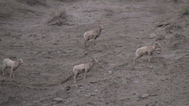 Bighorn Sheep herd moving along rocky bluff