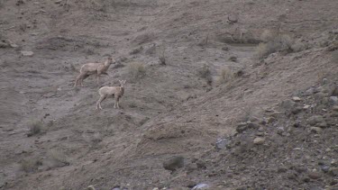 Bighorn Sheep herd moving along rocky bluff