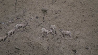 Bighorn Sheep herd moving along rocky bluff