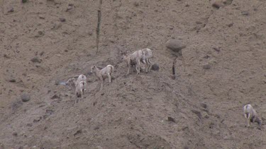 Bighorn Sheep herd moving along rocky bluff