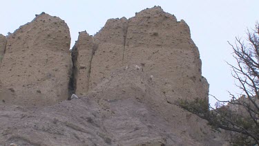 Bighorn Sheep herd moving along rocky bluff