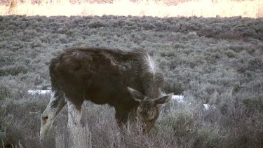 lone moose grazing in the valley