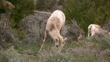 small group of bighorn Sheep grazing