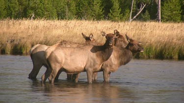 Group of Elk out on a Rocky Mountain wilderness river