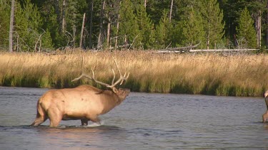 Bull elk and herd active during the rut season, on a Rocky Mountain wilderness river