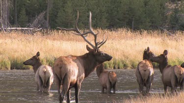 Bull elk and herd active during the rut season, on a Rocky Mountain wilderness river