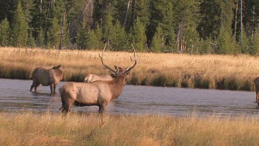 Bull elk and herd active during the rut season, on a Rocky Mountain wilderness river