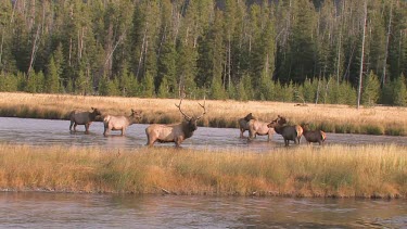 Bull elk and herd active during the rut season, on a Rocky Mountain wilderness river