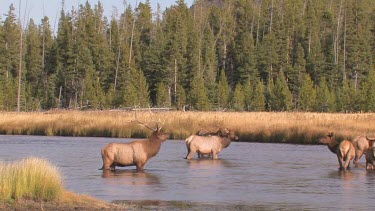 Bull elk and herd active during the rut season, on a Rocky Mountain wilderness river