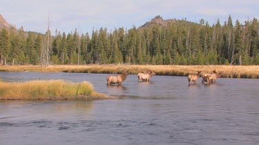 Bull elk and herd active during the rut season, on a Rocky Mountain wilderness river