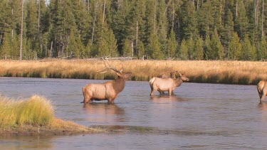 Bull elk and herd active during the rut season, on a Rocky Mountain wilderness river