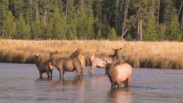 Bull elk and herd active during the rut season, on a Rocky Mountain wilderness river