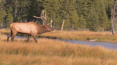 Bull elk and herd active during the rut season, on a Rocky Mountain wilderness river