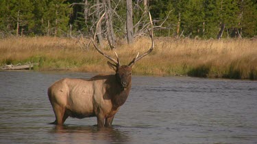 Bull elk and herd active during the rut season, on a Rocky Mountain wilderness river