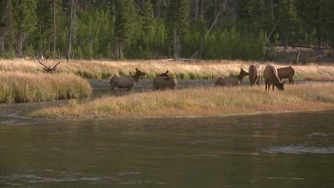 Bull elk and herd active during the rut season, on a Rocky Mountain wilderness river