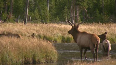 Bull elk and herd active during the rut season, on a Rocky Mountain wilderness river