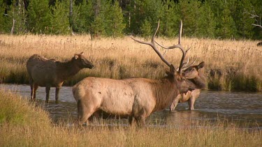 Bull elk and herd active during the rut season, on a Rocky Mountain wilderness river