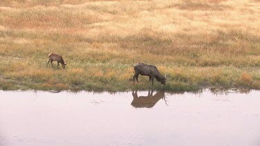 Lone elk grazing on a grassy meadow, along a Rocky Mountain wilderness river