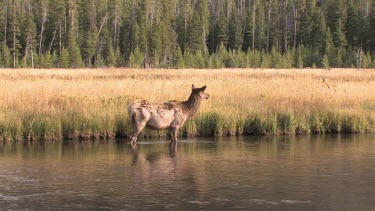 Bull elk and herd active during the rut season, on a Rocky Mountain wilderness river