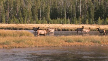 Bull elk and herd active during the rut season, on a Rocky Mountain wilderness river