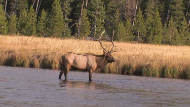 Bull elk and herd active during the rut season, on a Rocky Mountain wilderness river