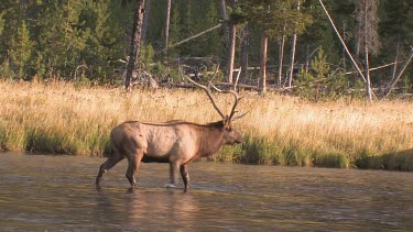 Bull elk and herd active during the rut season, on a Rocky Mountain wilderness river