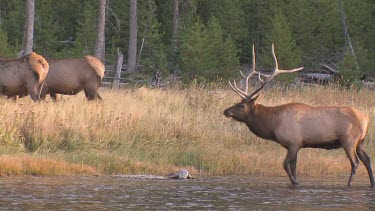 Bull elk and herd active during the rut season, on a Rocky Mountain wilderness river