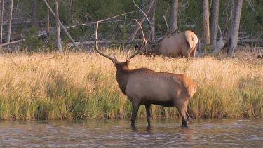 Bull elk and herd active during the rut season, on a Rocky Mountain wilderness river