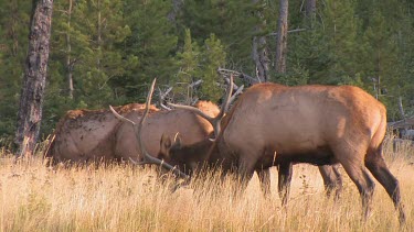 Bull elk and herd active during the rut season, on a Rocky Mountain wilderness river