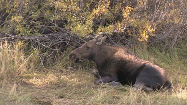 a moose resting in the meadow near a pond