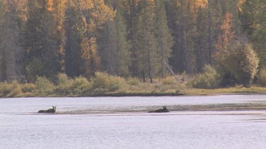 a pair of moose out on the river
