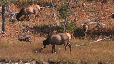 a few elk forage along a stream