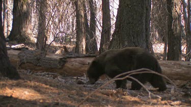 Black bear forages in the forest