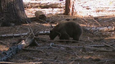 Black bear forages in the forest