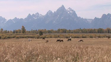 Horses out on a mountain valley range