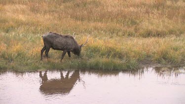 Lone elk and it's reflection along on a river bank