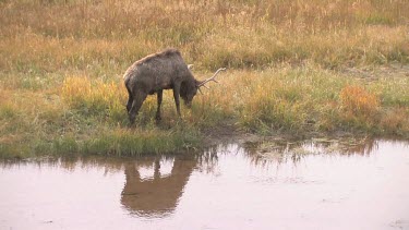 Lone elk and it's reflection along on a river bank