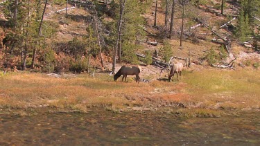 small elk herd grazing on a riverside meadow