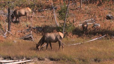 small elk herd grazing on a riverside meadow